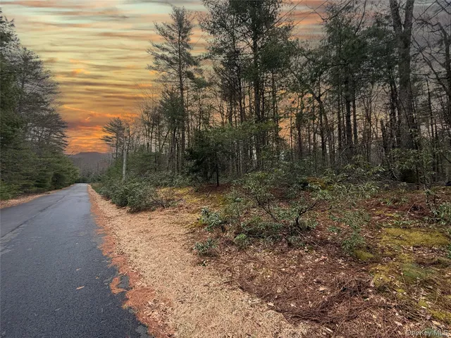 a view of a forest filled with trees
