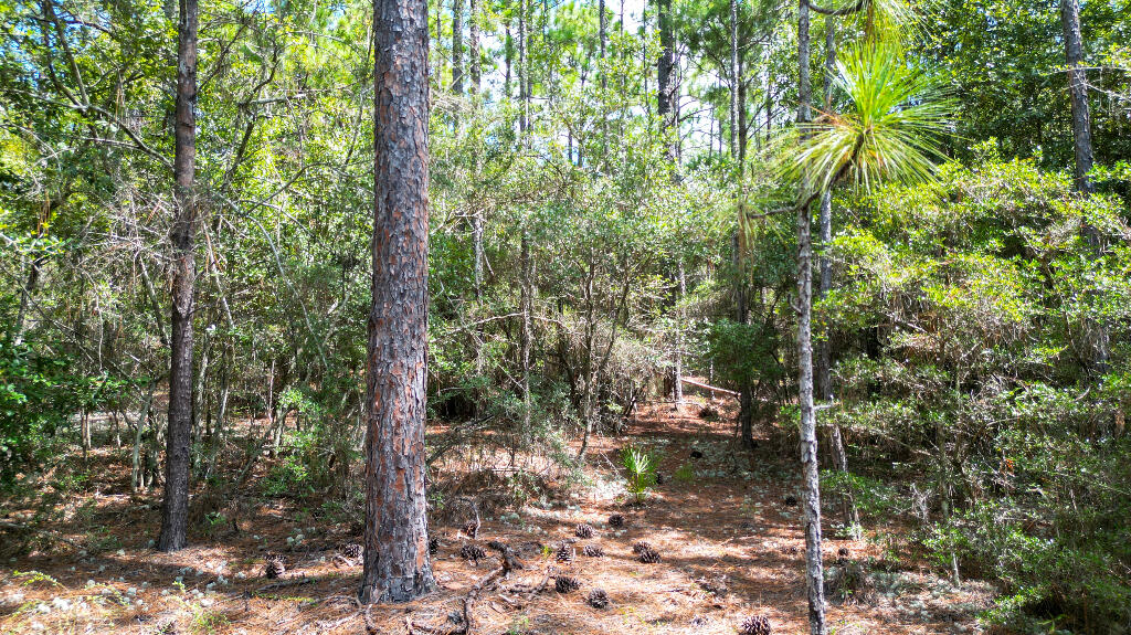0 Shangri La Road Crestview, FL 32539 - Photo 11 of 16 a view of a forest with trees
