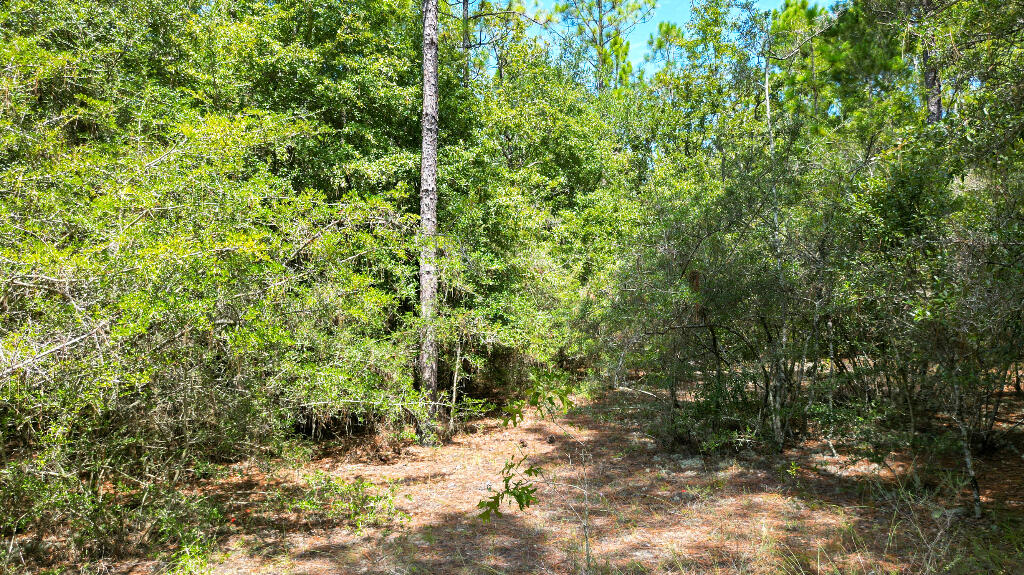 0 Shangri La Road Crestview, FL 32539 - Photo 10 of 16 a view of a forest with trees in the background