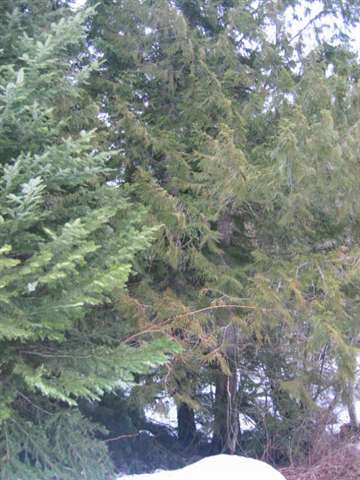 Xxx Buck Creek Road Loon Lake, WA 99148 - Photo 8 of 9 Gallery Image 8
