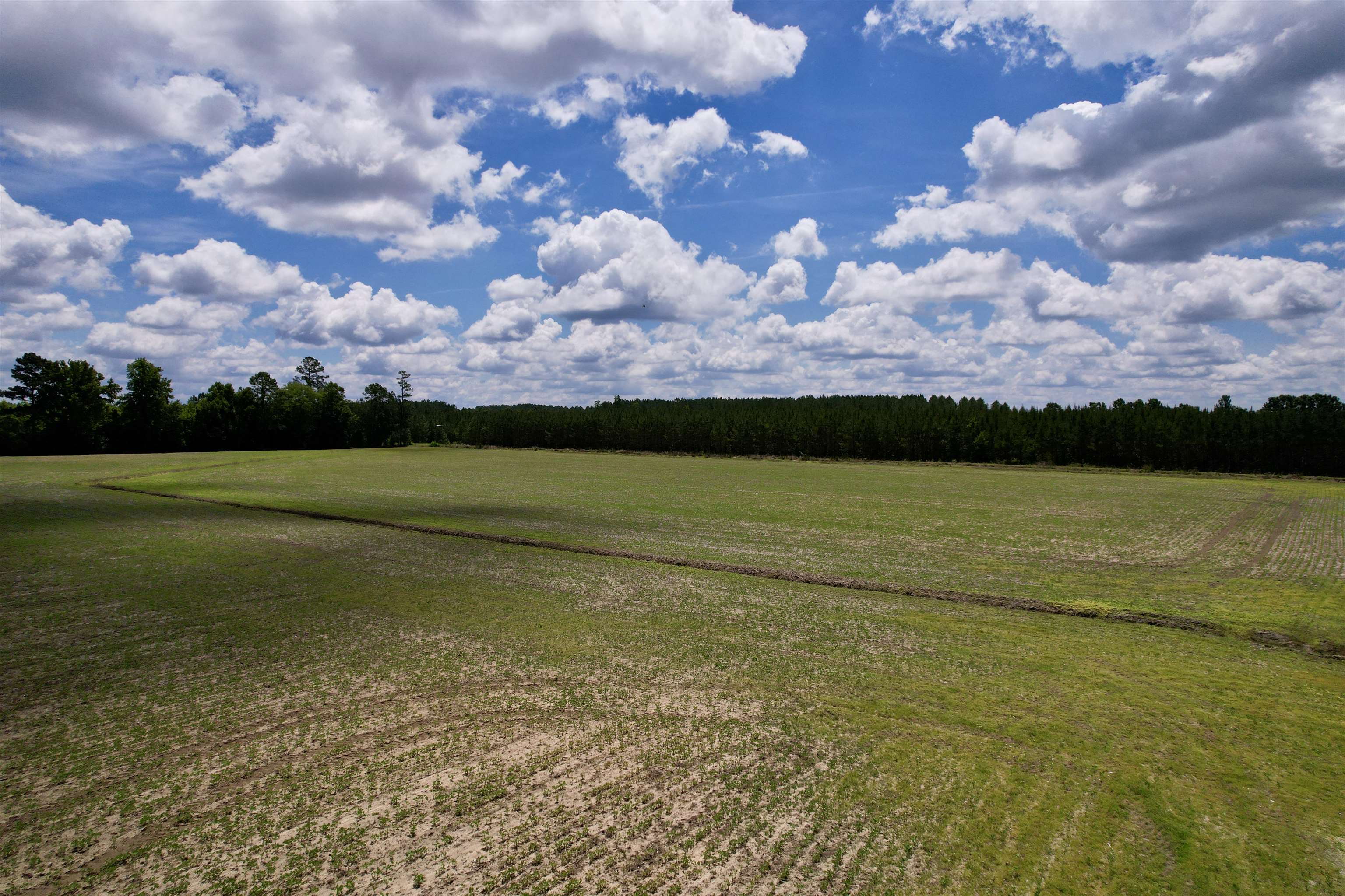 83.03-acres - Birch Creek Road Andrews, SC 29510 - Photo 7 of 25