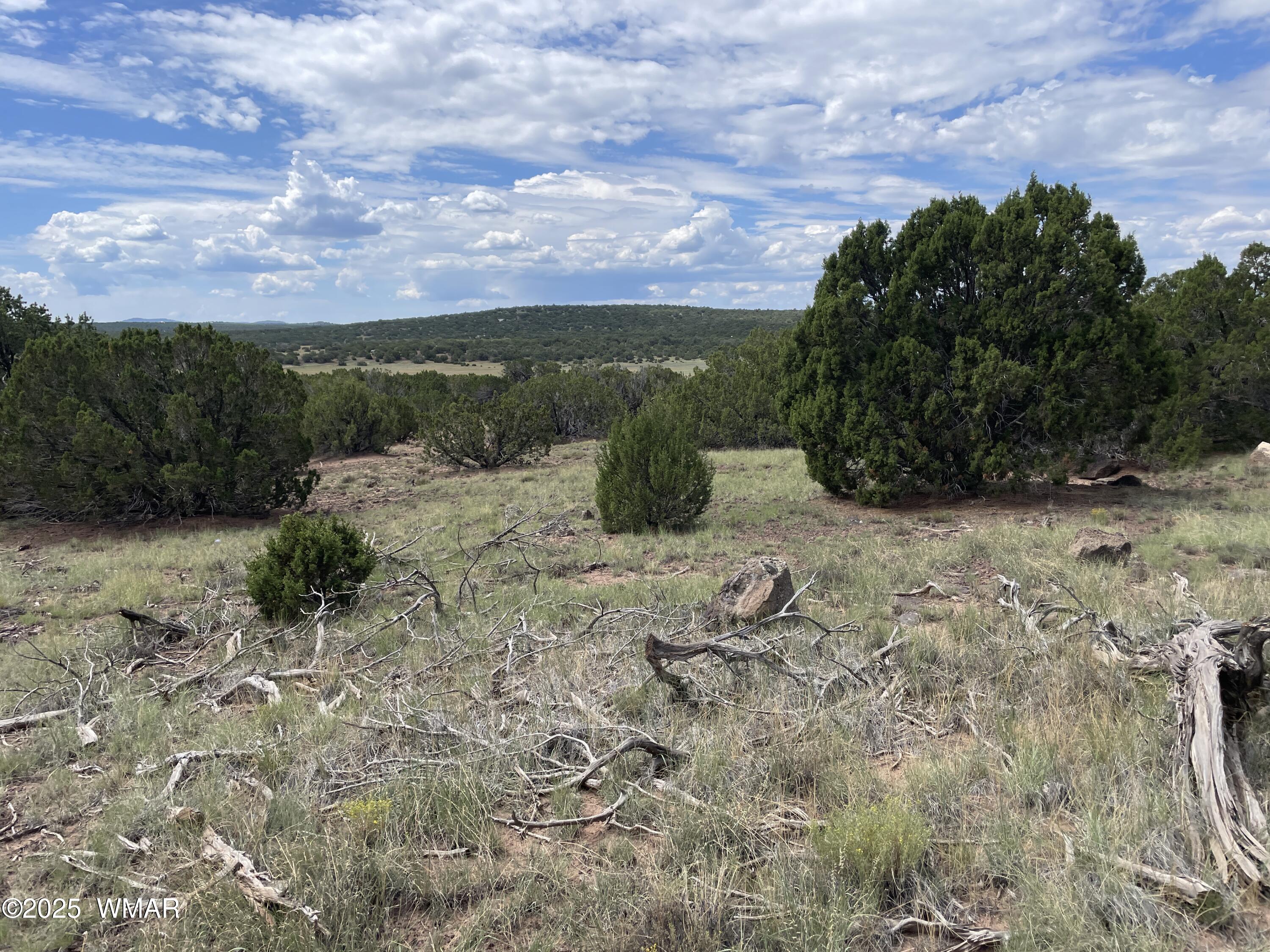 35 Burns Road Concho, AZ 85924 - Photo 1 of 11 a view of a yard with an trees