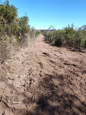a view of a dry yard with trees