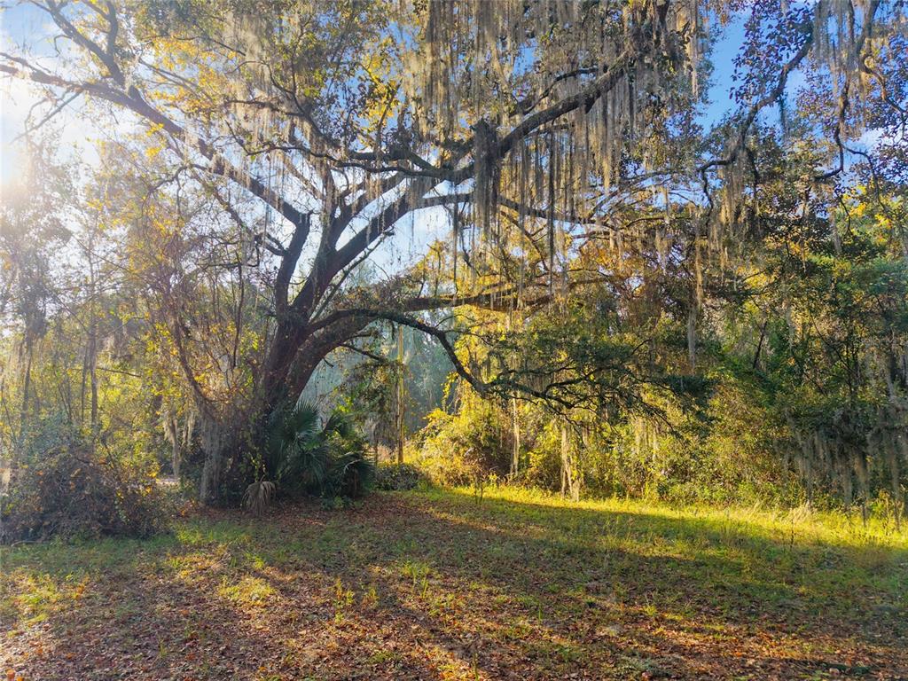 191 Slaughter Road Palatka, FL 32177 - Photo 55 of 62 a backyard of a house with lots of green space