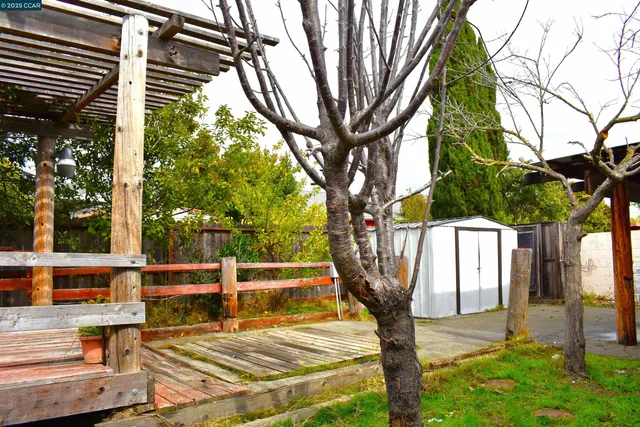 a tree in a yard next to a building