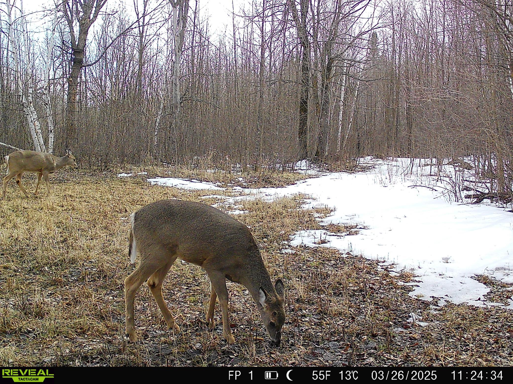 38953 Ada Beach Road Ponsford, MN 56575 - Photo 84 of 94