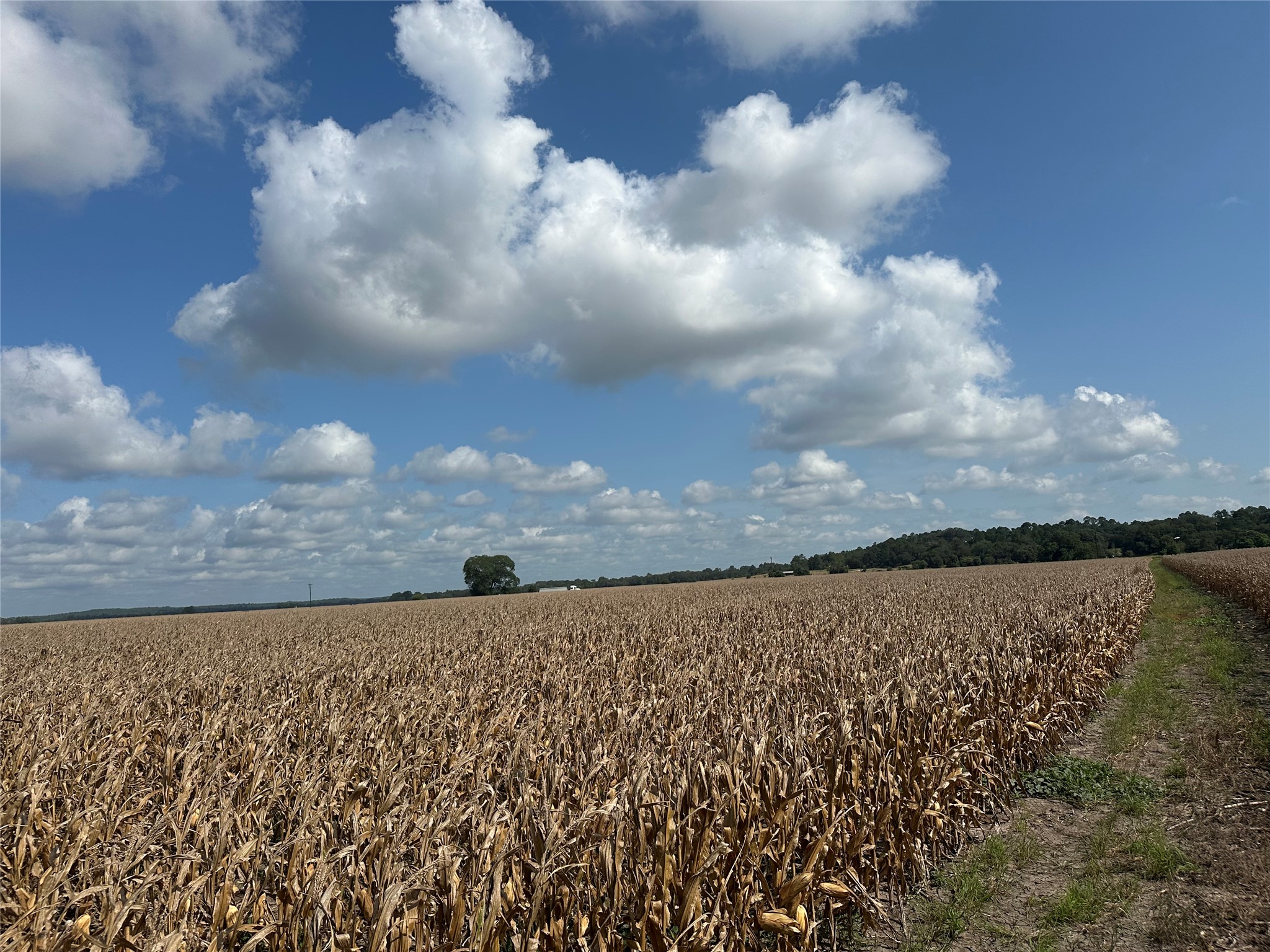 Golden agricultural fields stretch toward the horizon under a vast blue sky with fluffy clouds.