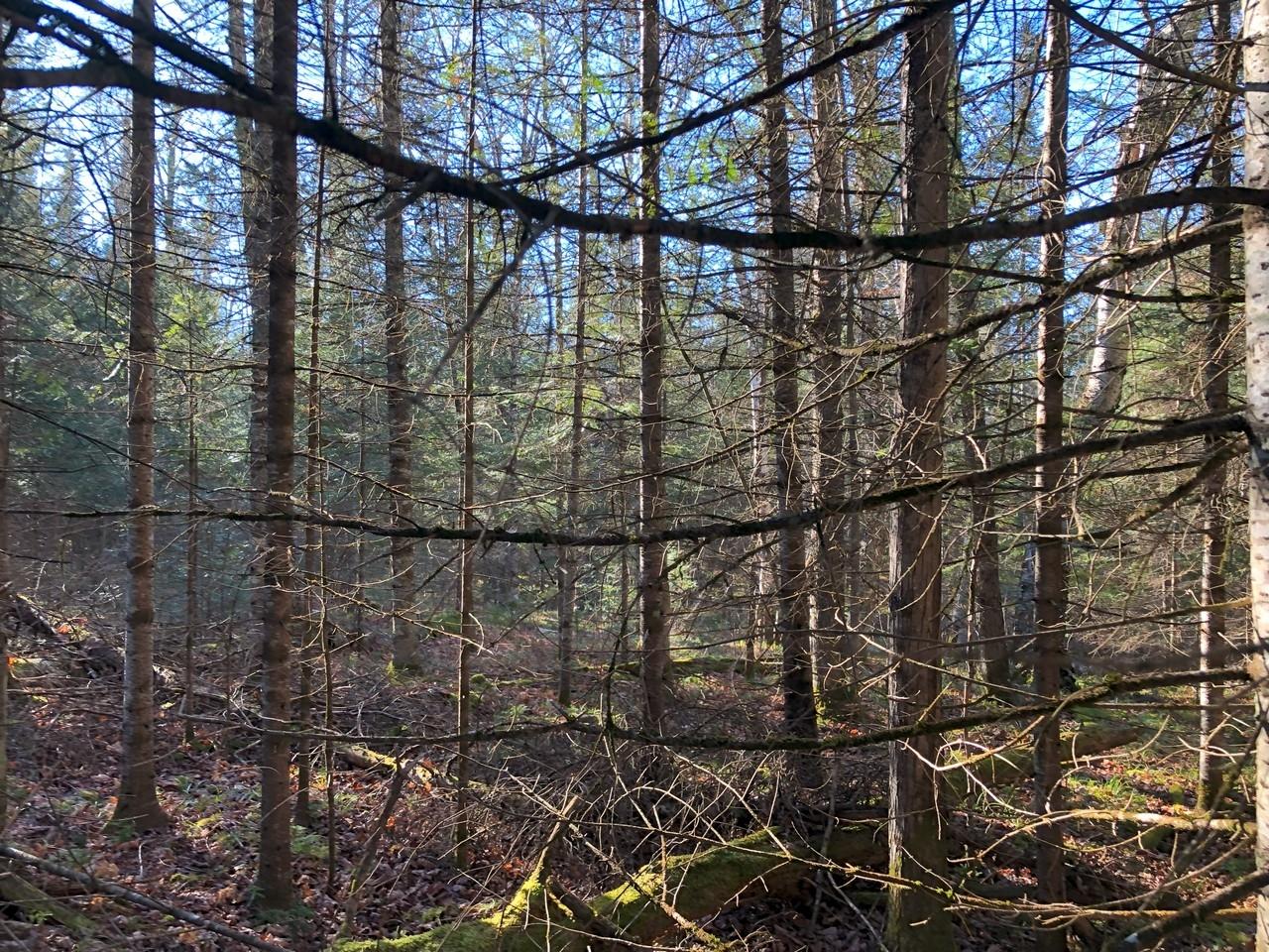 Off East Bay Road, Unit LOT 5 Presque Isle, WI 54557 - Photo 14 of 29 Gallery Image 14
