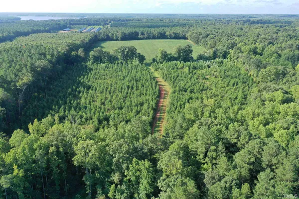 a view of a lush green forest with trees and grass
