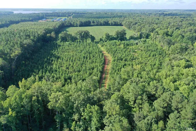 a view of a lush green forest with trees and grass