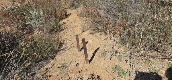 a view of a dry yard in a forest