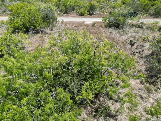 a view of a field with a tree