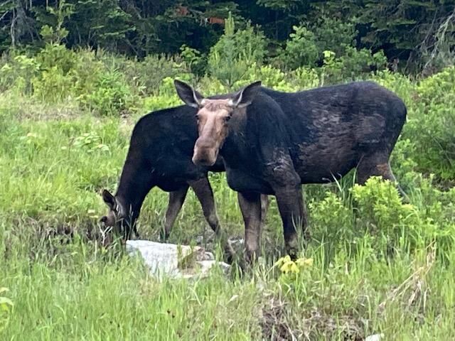 Lot 29 Dallas Hill Road Dallas Plt, ME 04970 - Photo 8 of 25 Wildlife