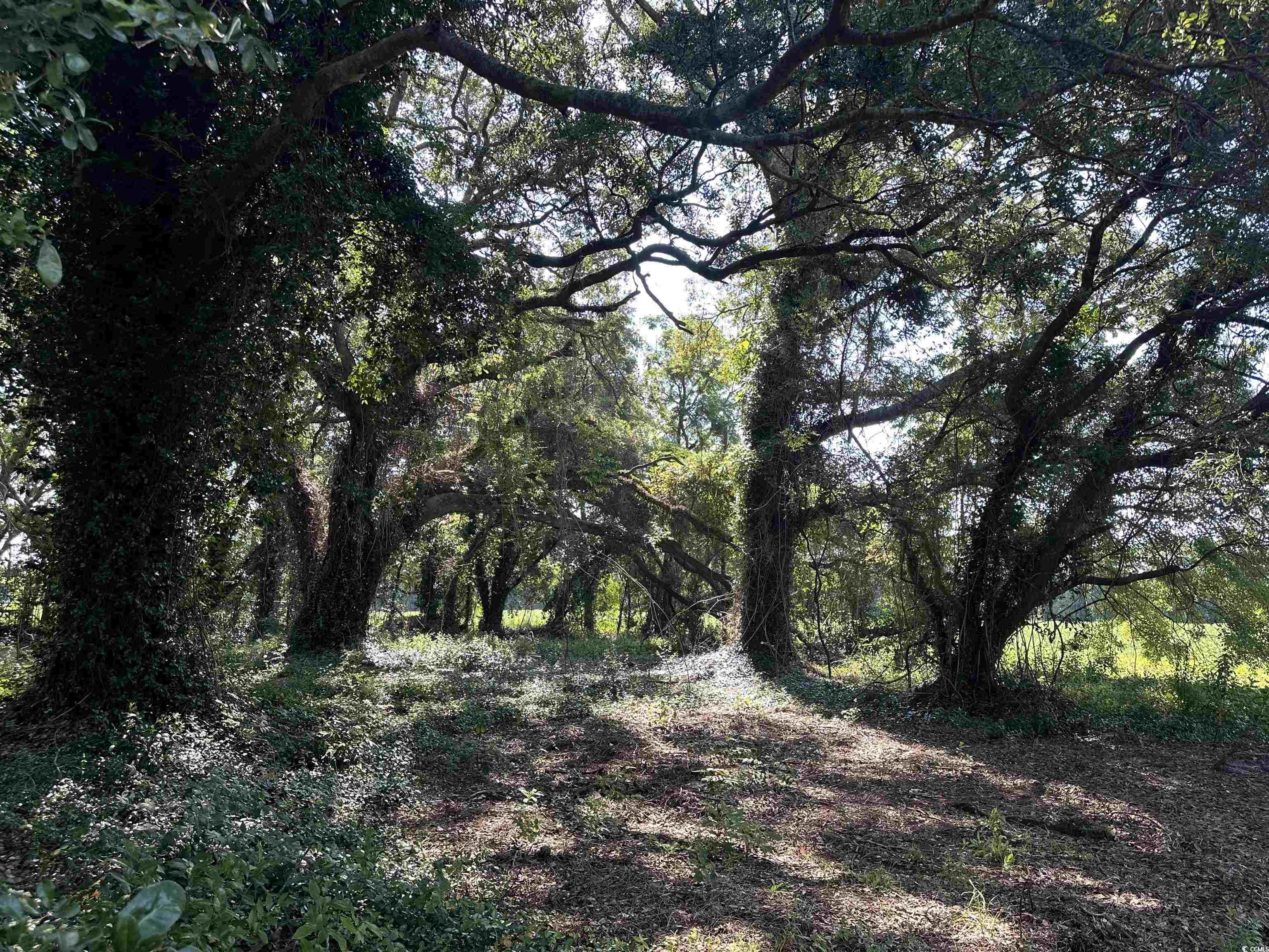 Tbd Sumter Highway Kingstree, SC 29556 - Photo 4 of 15