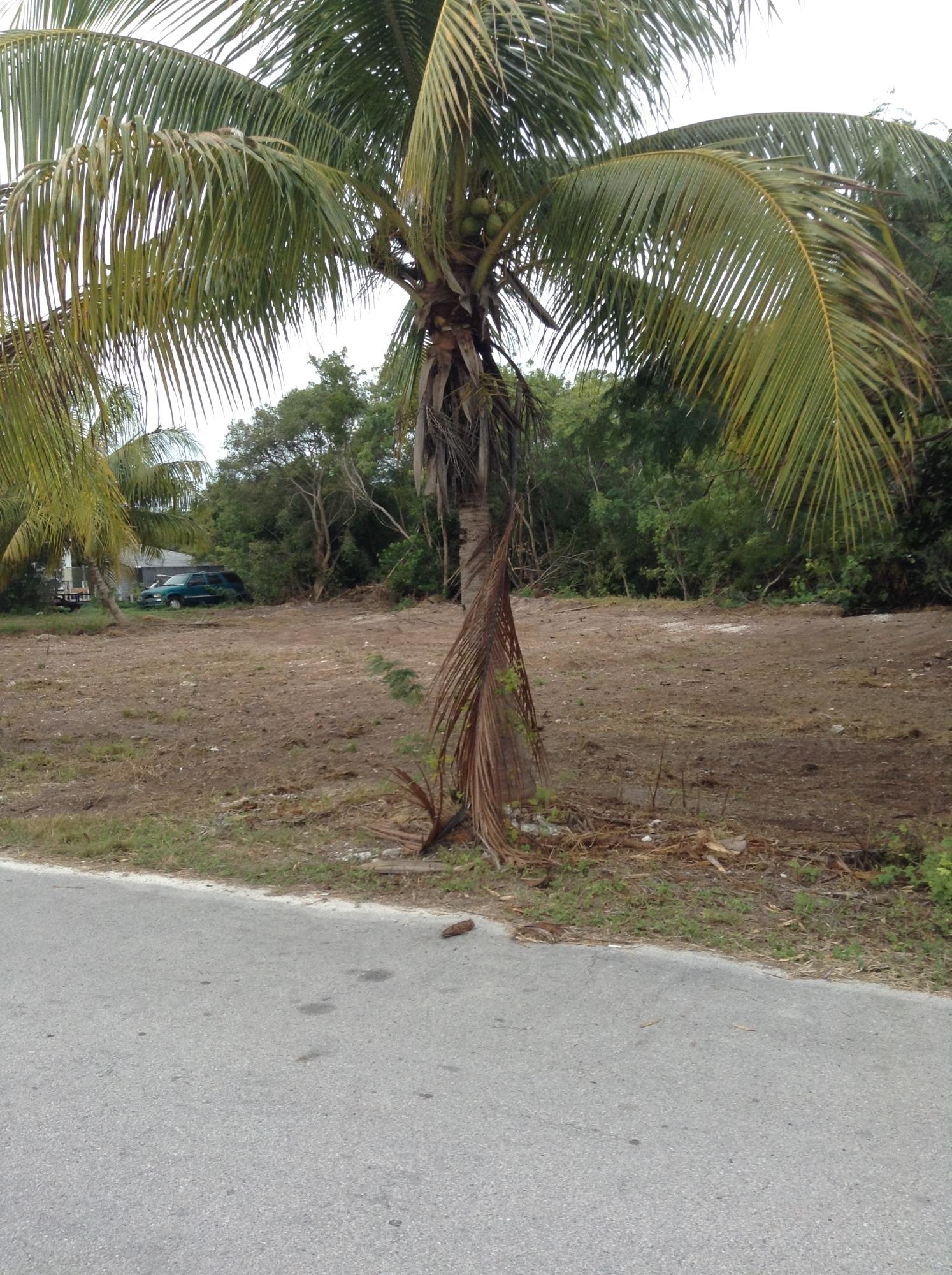Shannahan Road Summerland Key, FL 33042 - Photo 2 of 5 1-21-2015 Bernie 005
