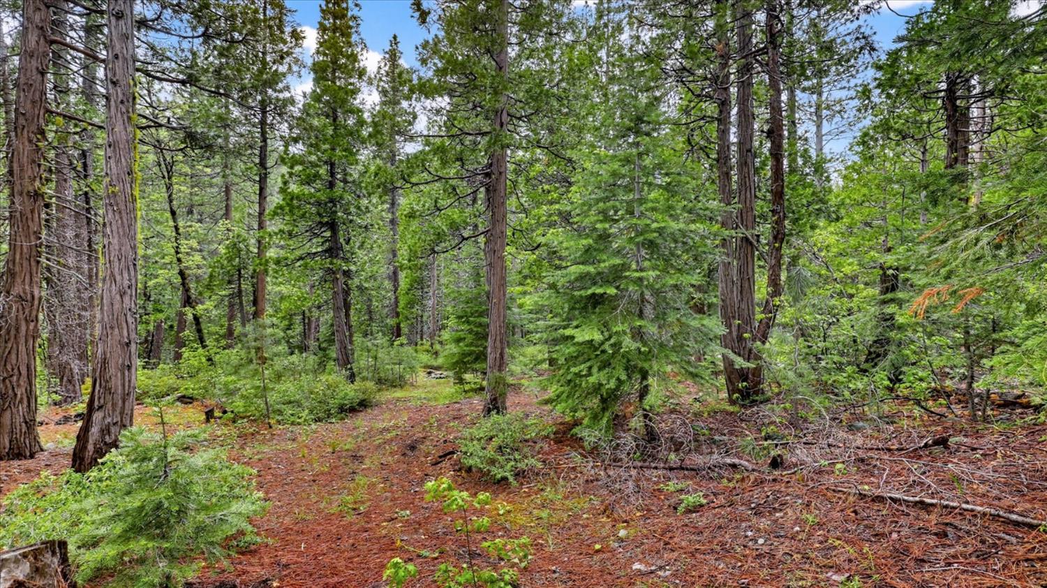 0 Texas Hill Road Emigrant Gap, CA 95715 - Photo 12 of 24