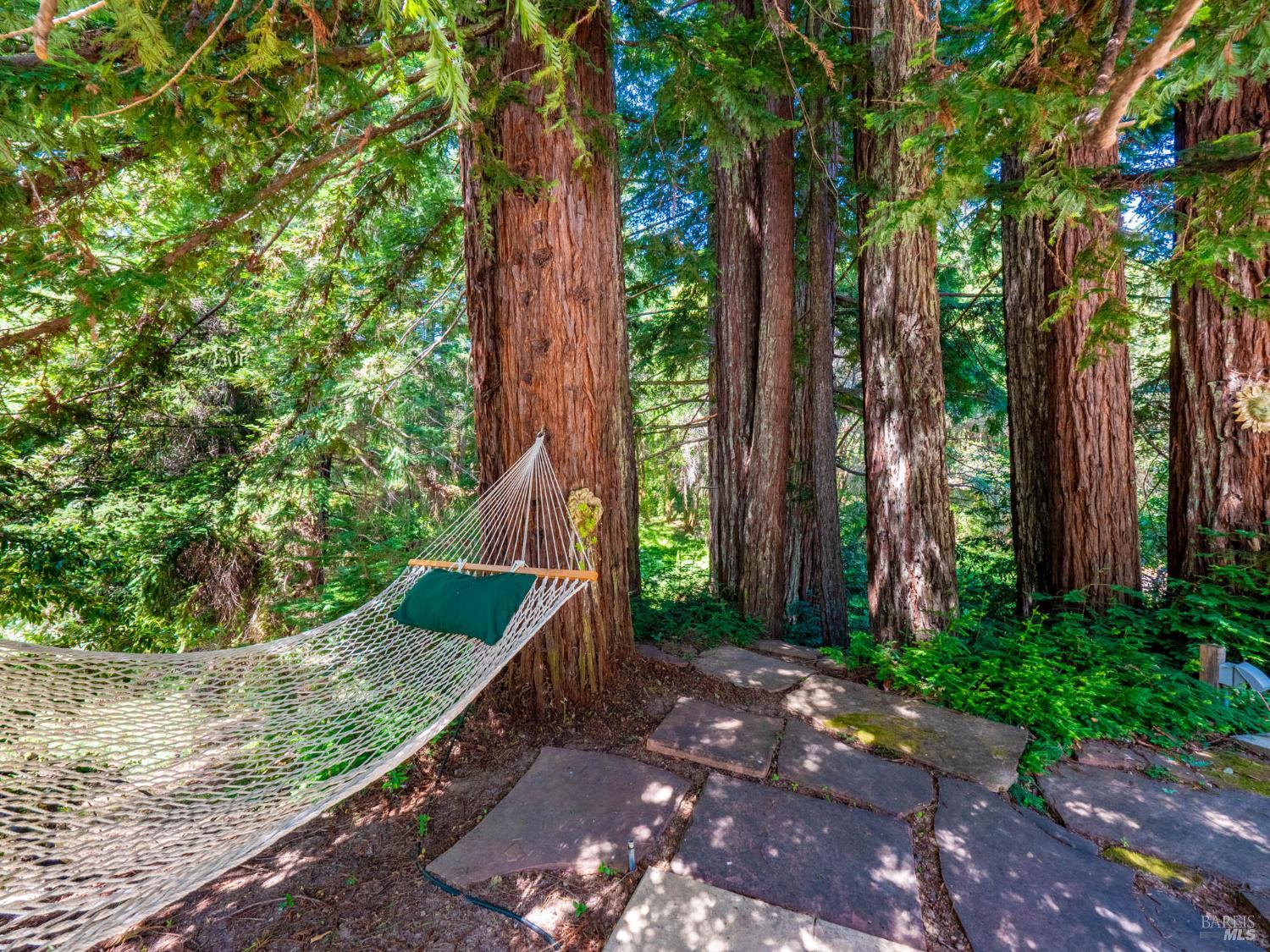 2151 Highway 128 Philo, CA 95466 - Photo 22 of 55 a view of a yard with plants and trees