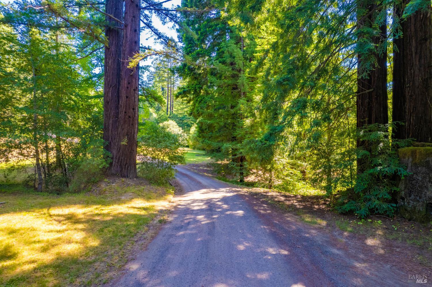 2151 Highway 128 Philo, CA 95466 - Photo 52 of 55 a view of a yard with plants and large trees