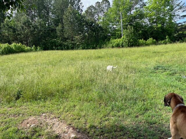 1307 Lee Mason Road LaFayette, GA 30728 - Photo 35 of 57 IMG_0779