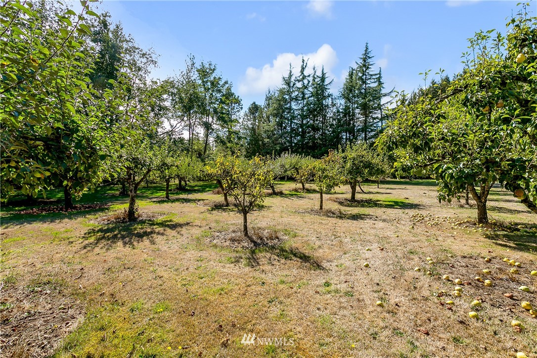 7592 Woodland Road Ferndale, WA 98248 - Photo 27 of 38 a view of a tree with a yard
