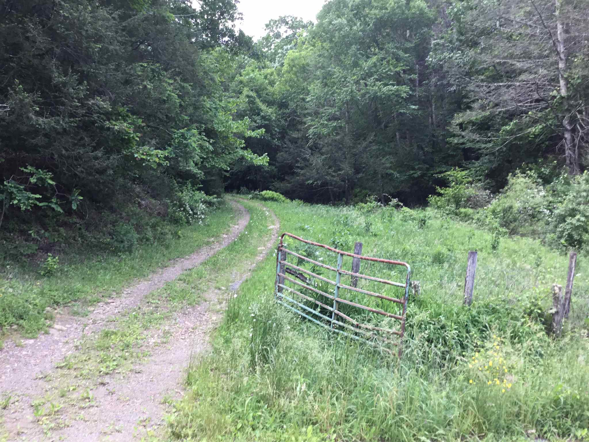 7624 Snowy Mountain Road Circleville, WV 26804 - Photo 1 of 17 a green field with lots of trees