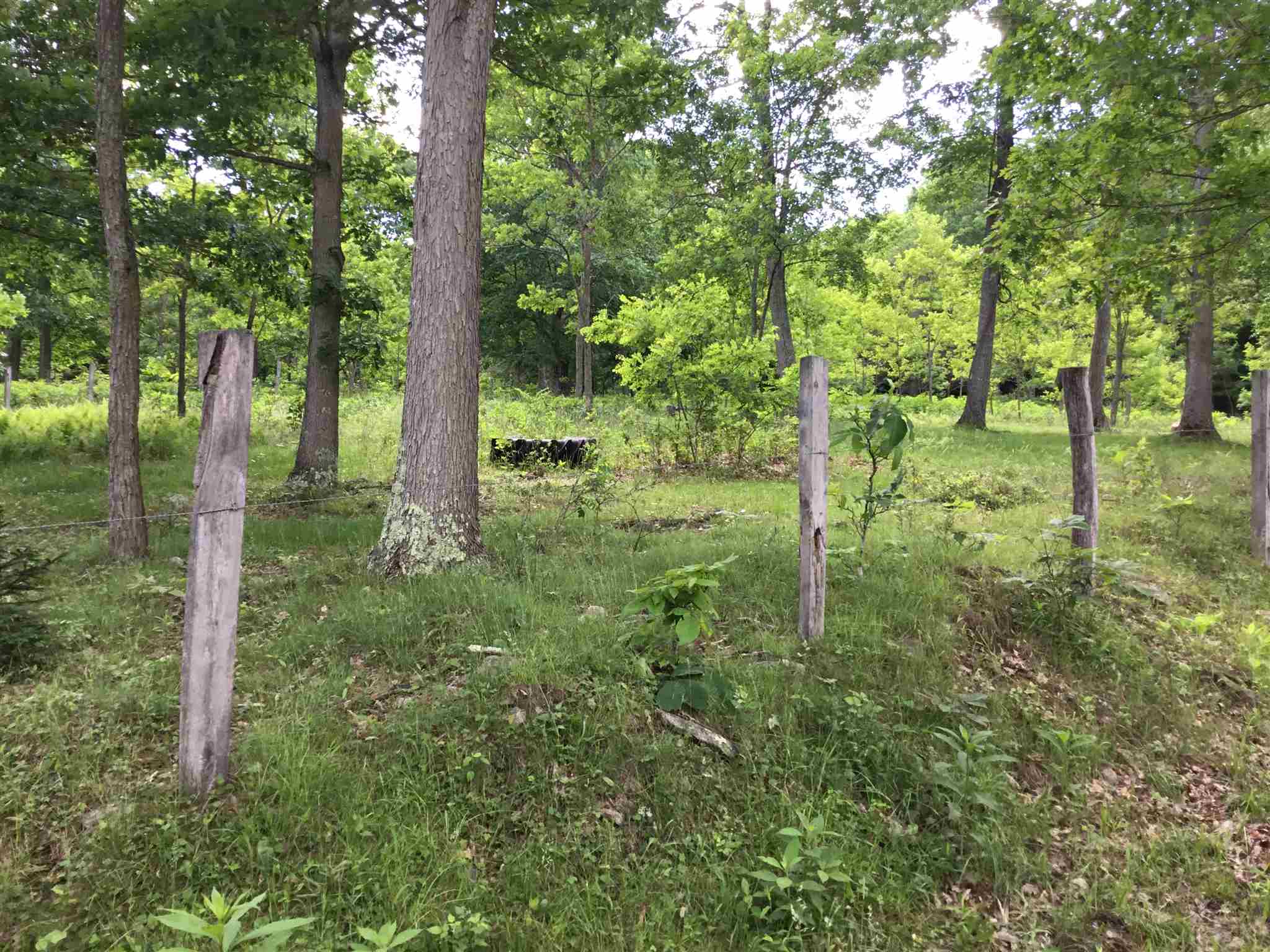 7624 Snowy Mountain Road Circleville, WV 26804 - Photo 15 of 17 a view of a garden