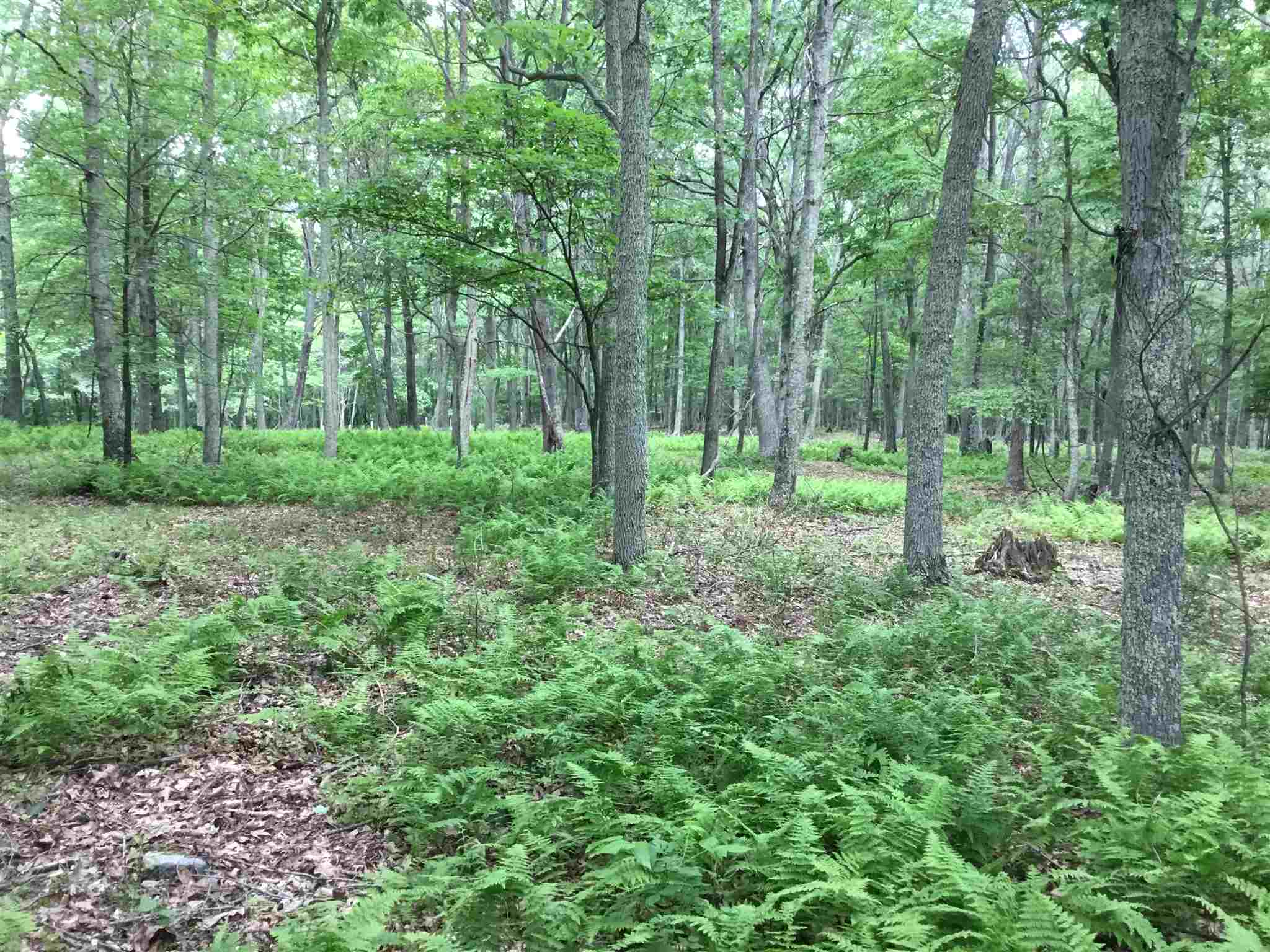 7624 Snowy Mountain Road Circleville, WV 26804 - Photo 3 of 17 a view of lush green forest