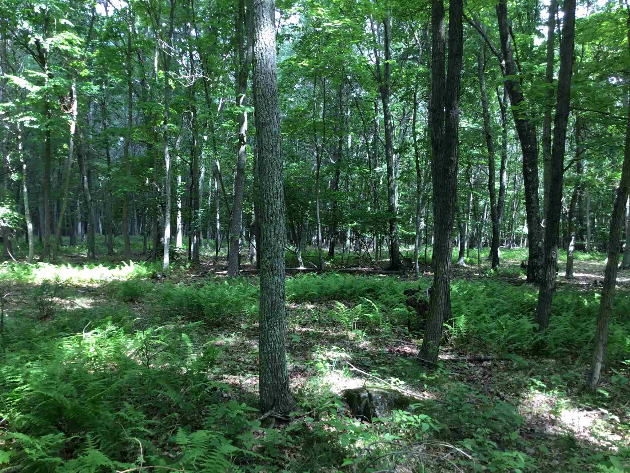 7624 Snowy Mountain Road Circleville, WV 26804 - Photo 4 of 17 a view of outdoor space and green space