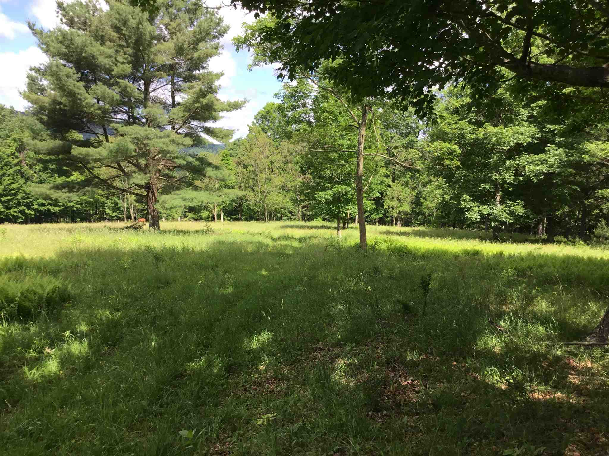 7624 Snowy Mountain Road Circleville, WV 26804 - Photo 6 of 17 a backyard of a house with lots of green space