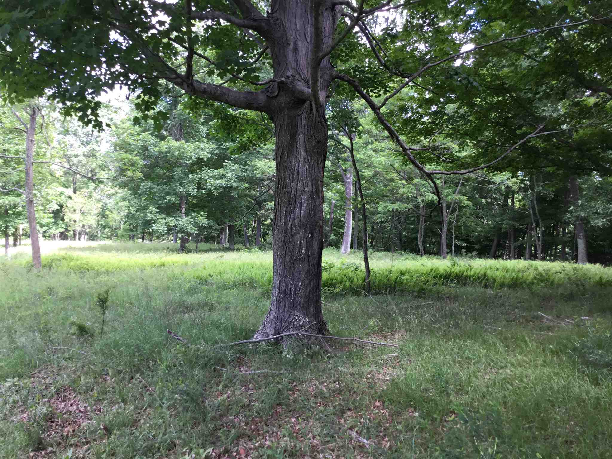 7624 Snowy Mountain Road Circleville, WV 26804 - Photo 7 of 17 a backyard of a house with lots of green space
