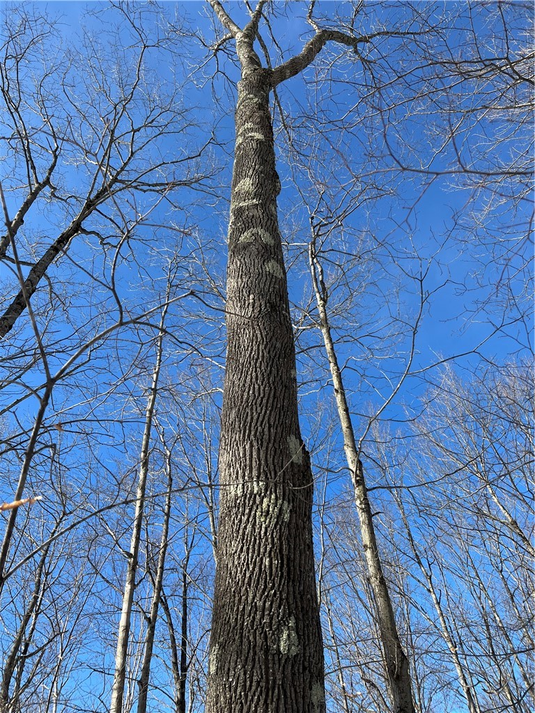 Mereness Road Worcester, NY 12197 - Photo 9 of 12