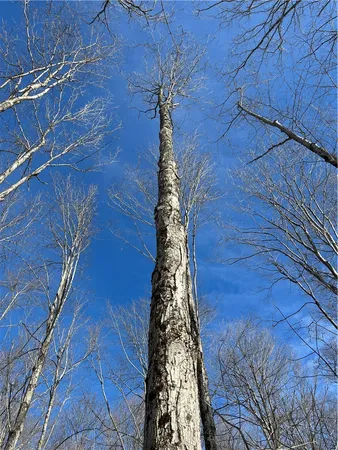 $45,000 | Mereness Road, Worcester, NY 12197