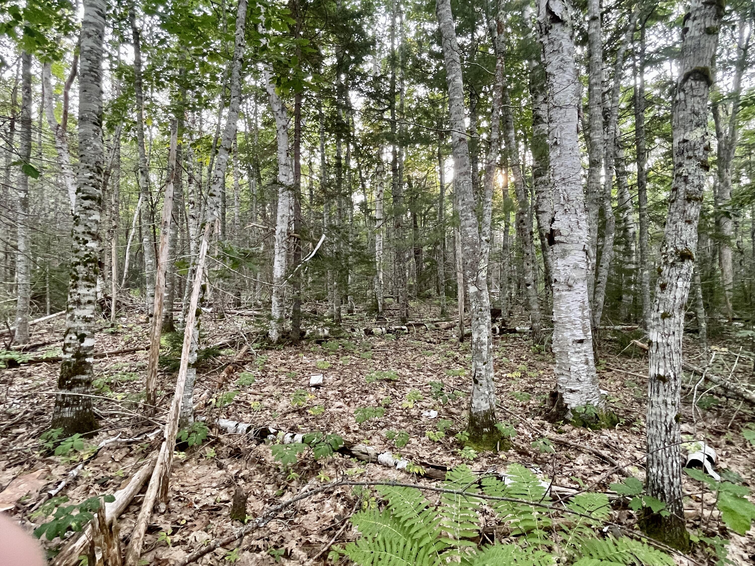 0 Ridge Road Robbinston, ME 04671 - Photo 13 of 35 IMG_7653