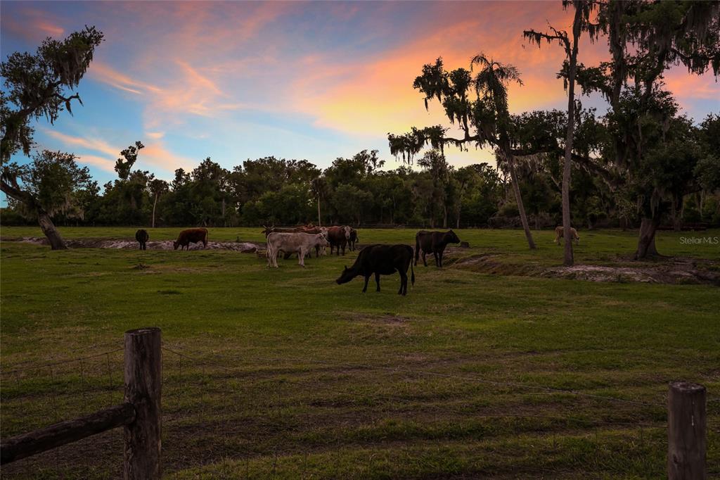30854 Singletary Road Myakka City, FL 34251 - Photo 60 of 68