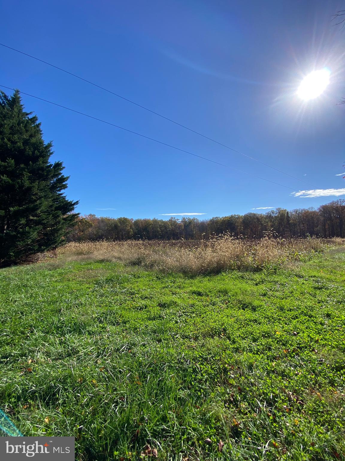 Carroll Clark Road Galena, MD 21635 - Photo 15 of 16 Perc location near front of clearing