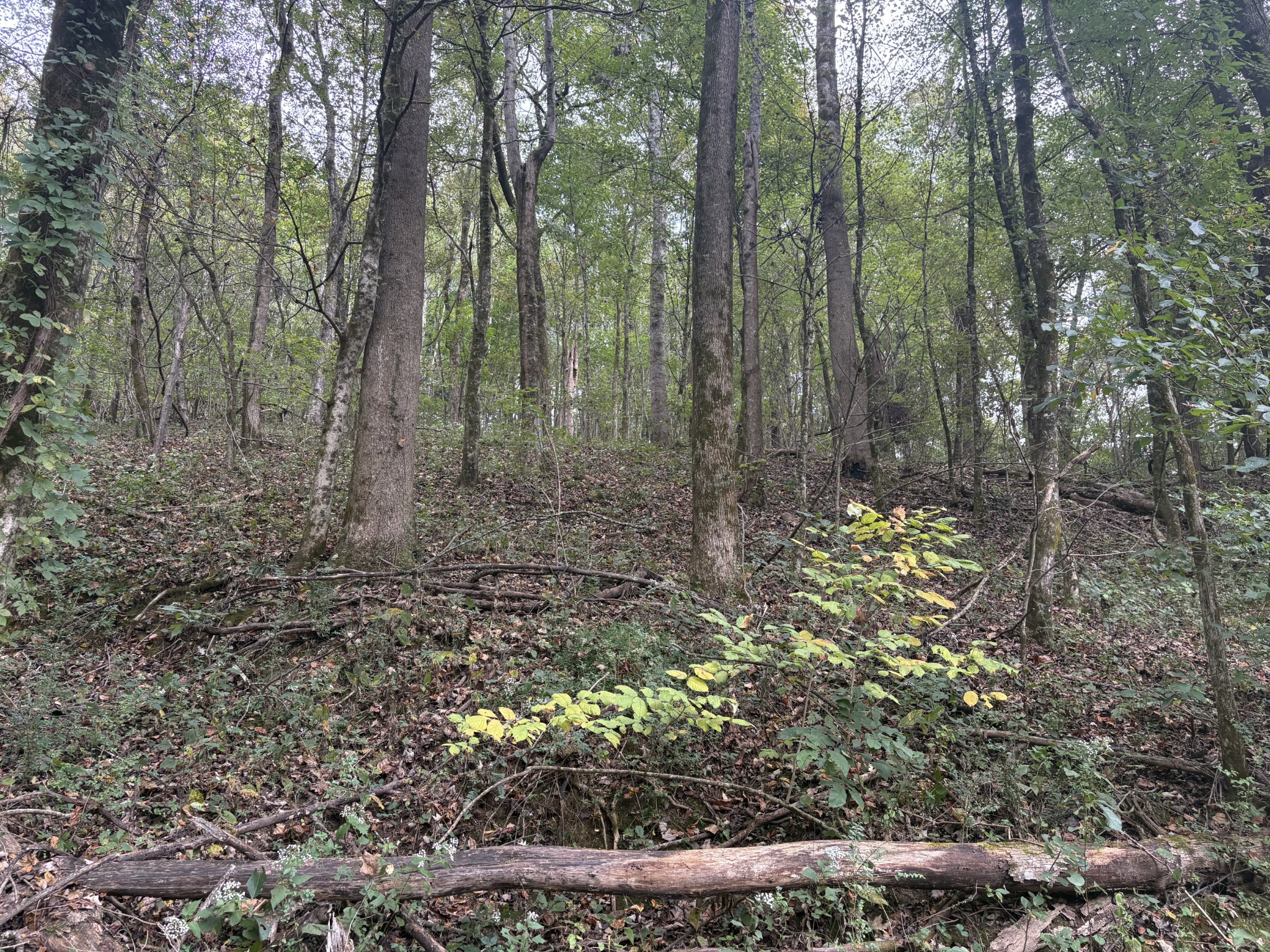 340 Bailey Lane Pulaski, TN 38478 - Photo 35 of 44