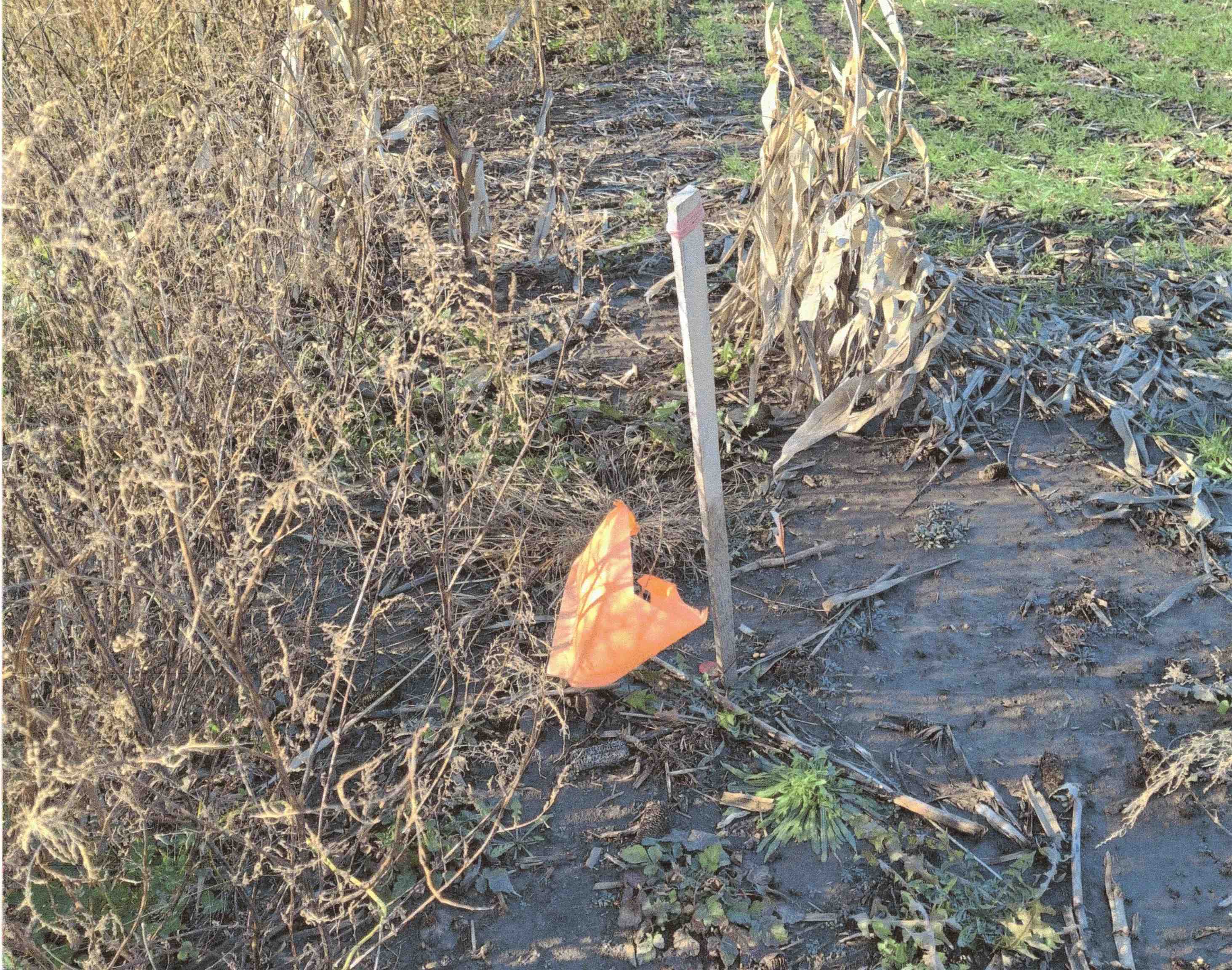 2.43-acre Schumacher Road Waunakee, WI 53597 - Photo 14 of 18