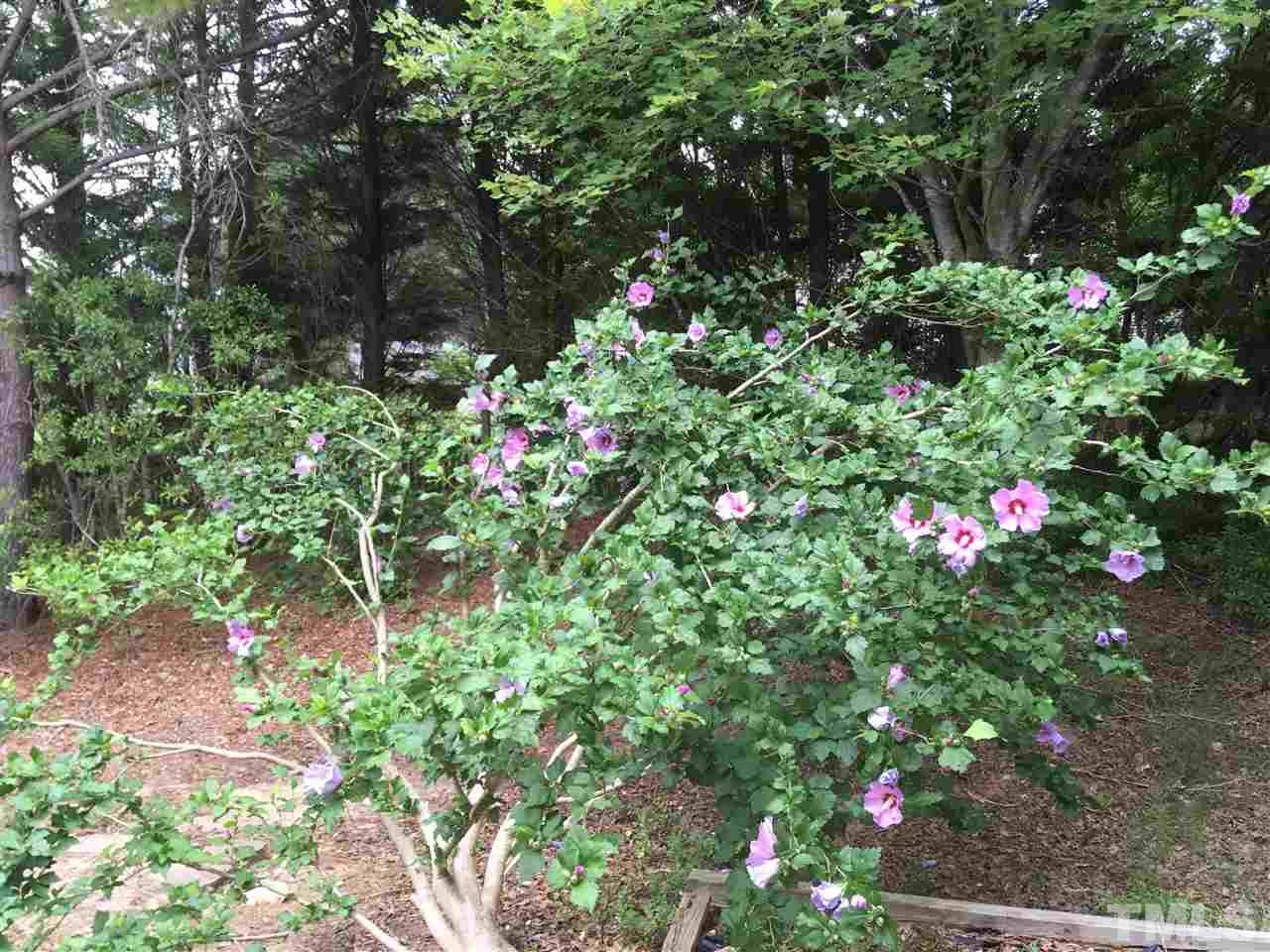 1326 Red Twig Road Apex, NC 27502 - Photo 23 of 25 Azaleas, camelias, hydrangea, more!