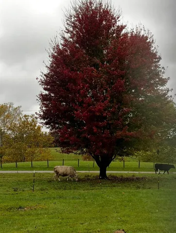 $249,900 | 11882 Clovis Pickett Road, Vevay, IN 47043