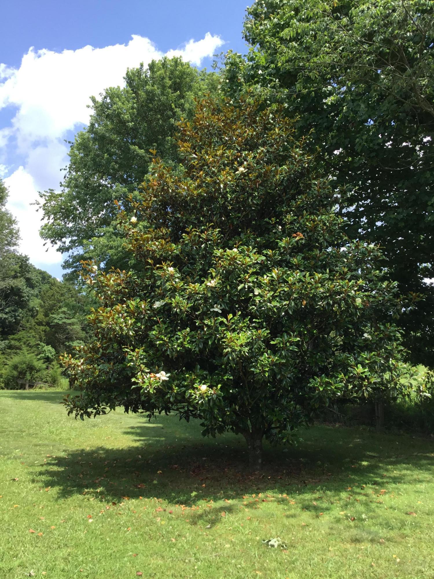 179 Wheeldon Road Science Hill, KY 42553 - Photo 23 of 32 1630C68A-C086-4F20-9C4E-6AEEDA37ABA6<|><