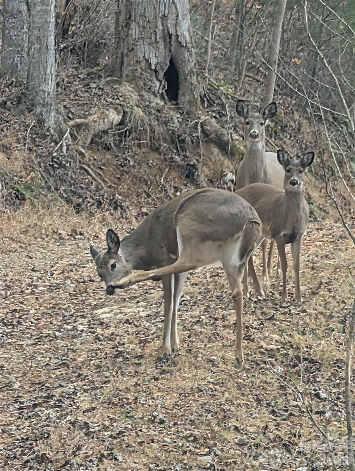 151 Thunderstruck Ridge Burnsville, NC 28714 - Photo 13 of 13 a closeup of a sink