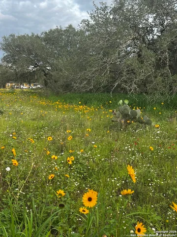 a view of a garden with a tree in the background