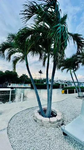 a palm tree sitting in front of a palm trees