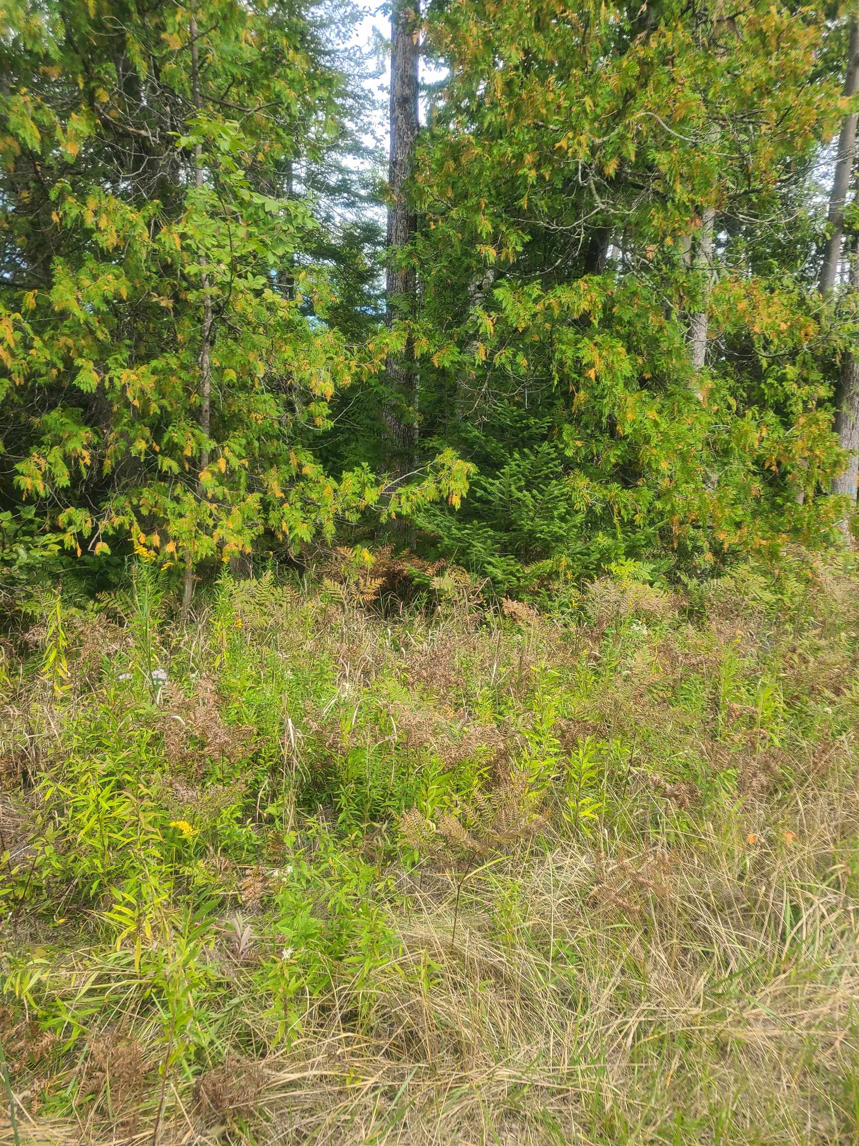 0 West Martel Road Greenbush, MI 48738 - Photo 2 of 12 Gallery Image 2