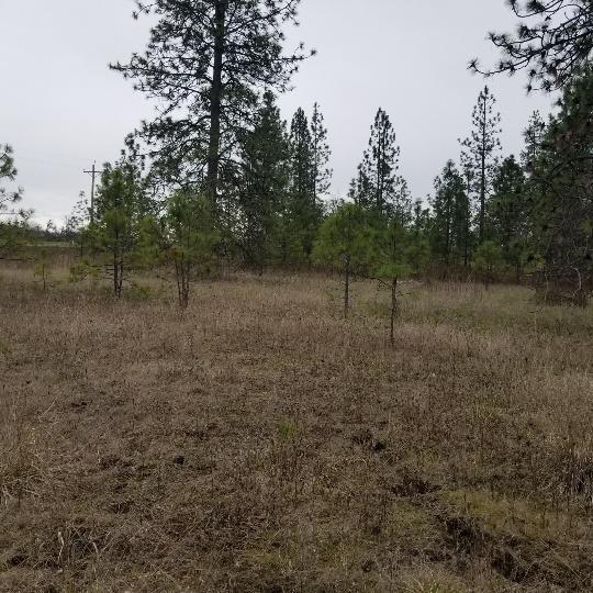 12605 Agate Road Eagle Point, OR 97524 - Photo 7 of 10 a view of a forest with trees in the background