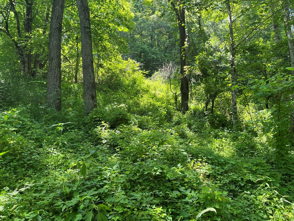 216 Harper Road Murphy, NC 28906 - Photo 26 of 28