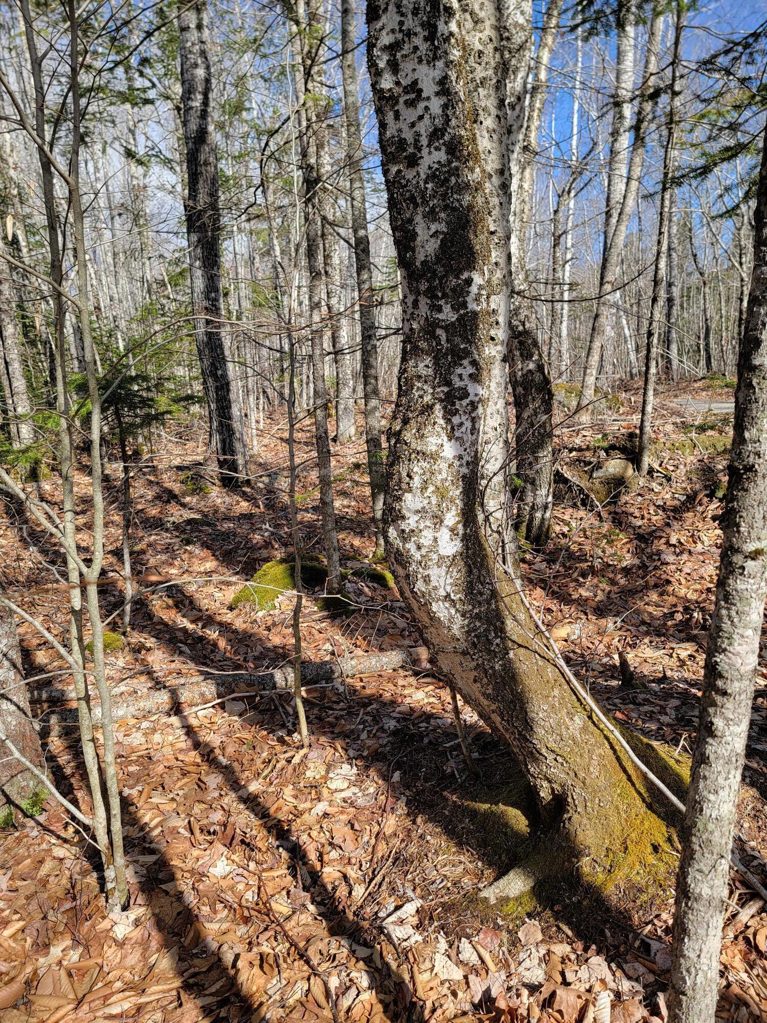 Lot #6 Hardwood Ridge Road Deblois, ME 04622 - Photo 13 of 30 Lot #6
