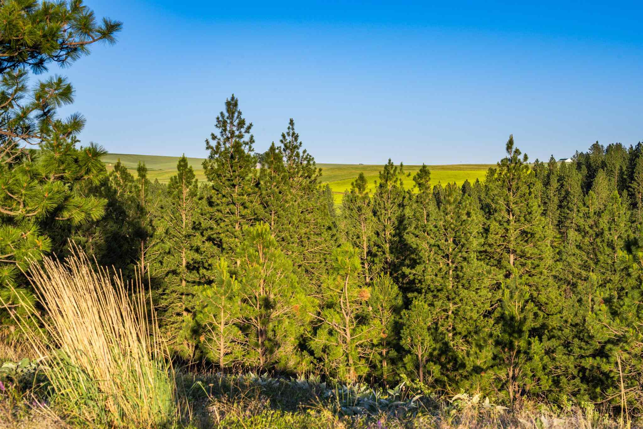 0 South Valley Chapel Road Spokane, WA 99223 - Photo 9 of 19 Gallery Image 9