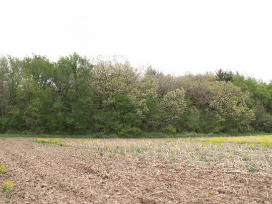 1 Lot Buss Road Clinton, IL 53525 - Photo 3 of 6 a view of a yard with trees