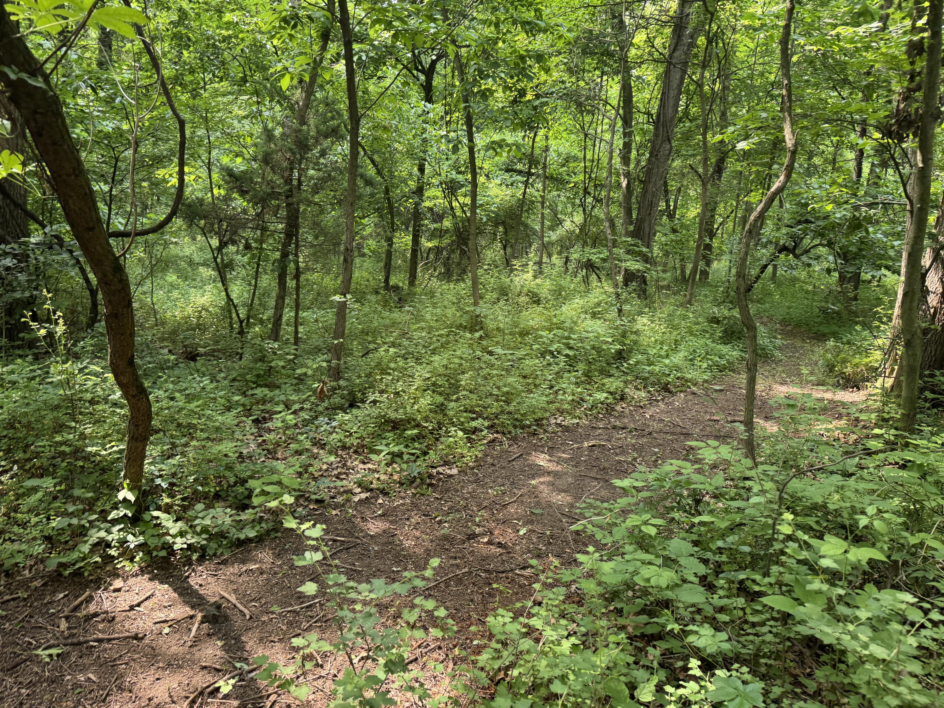 53644 North Fisher Lake Road Three Rivers, MI 49093 - Photo 12 of 27 IMG_0767